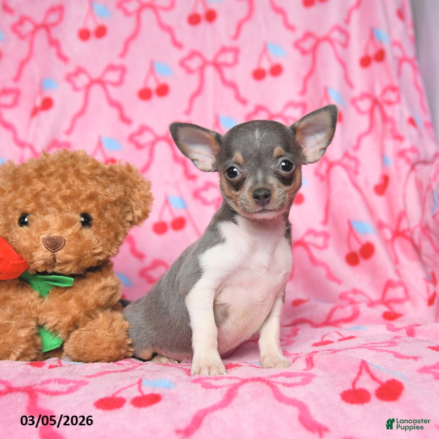 Chihuahua dogs Charm  - Ad 2