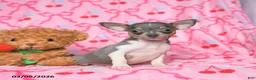 Chihuahua dogs for sale: Charm  - Ad 2