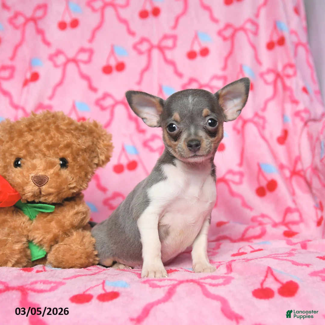 Chihuahua dogs for sale: Charm  - Ad 2