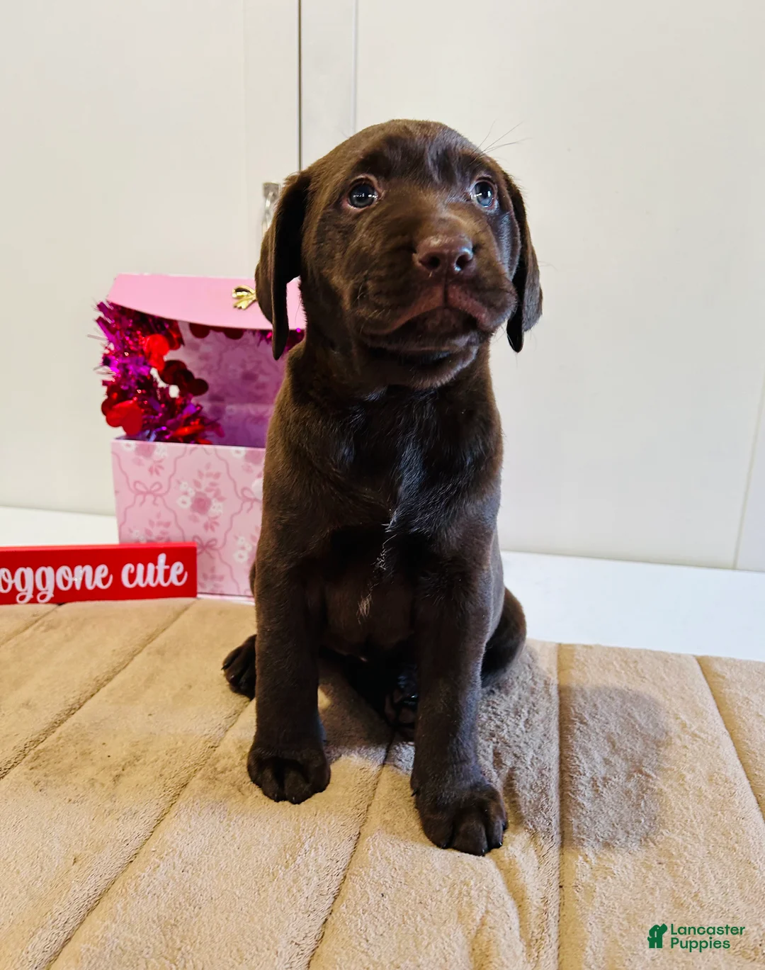 Labrador Retriever dogs for sale: Lucy - Ad 3