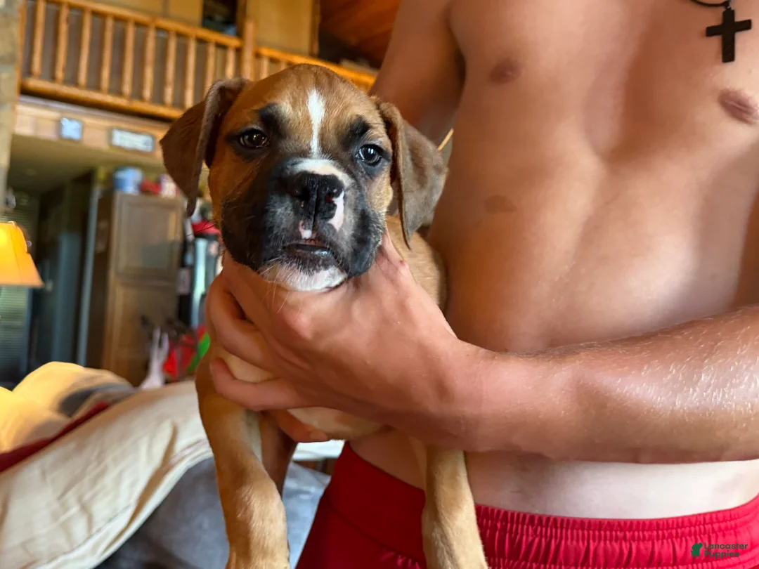 Boxer dogs for sale: Boxer 2 - Ad 2