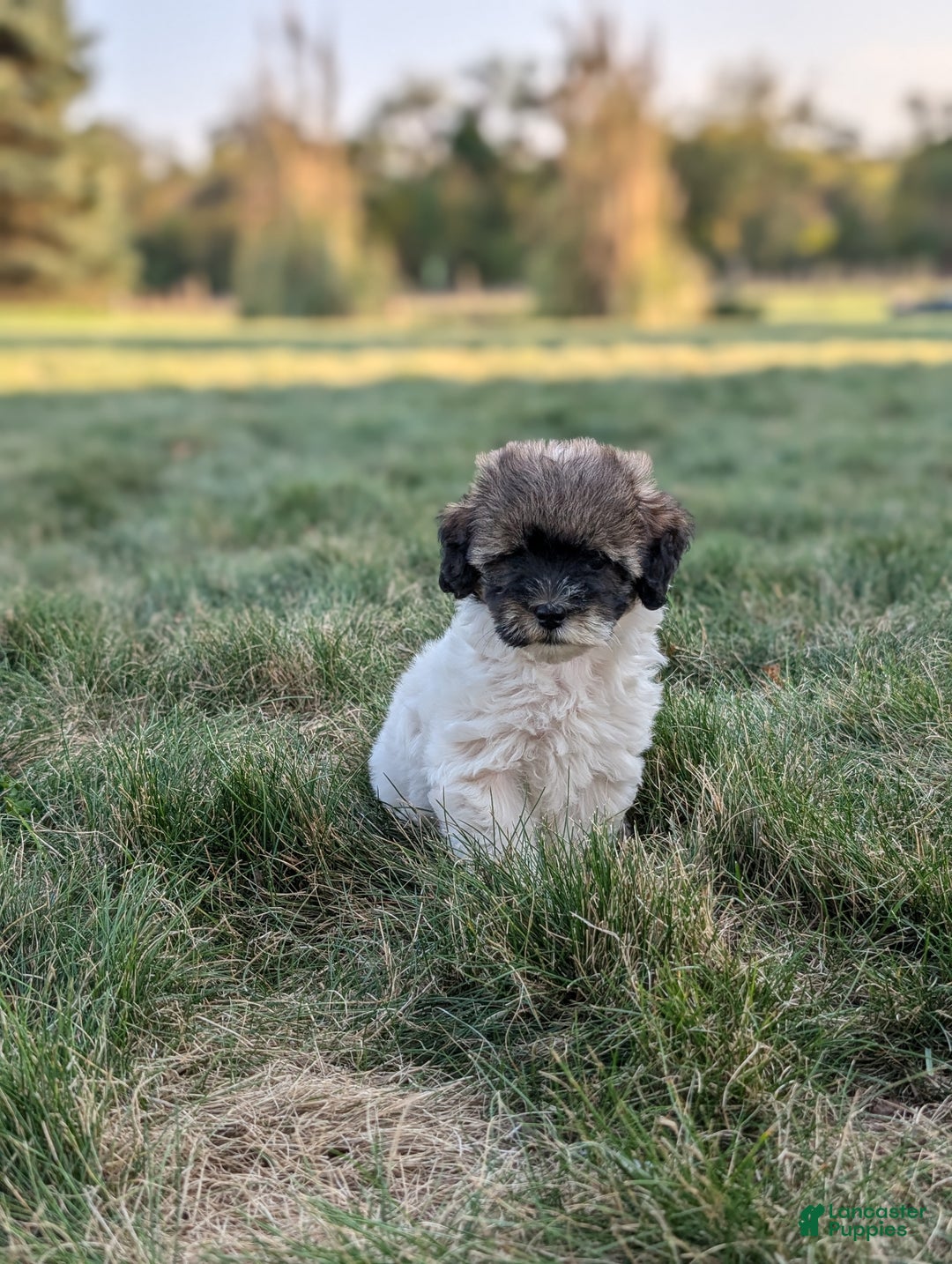 Havapoo dogs for sale: Sassy - Ad 4