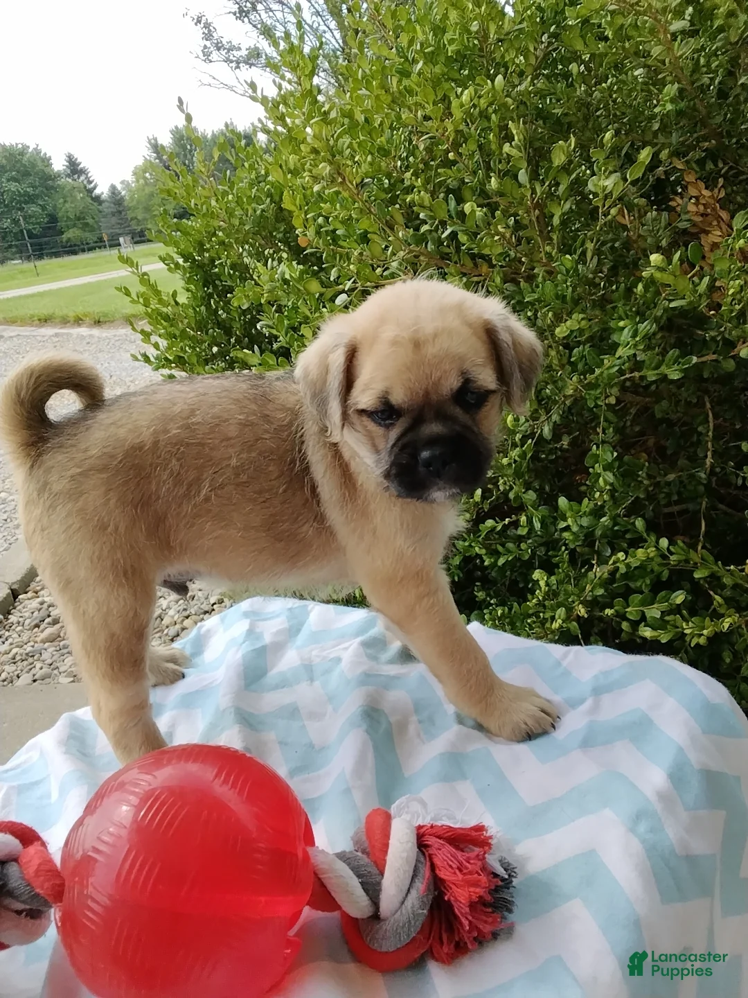 Pug dogs for sale: KEN  - Ad 1