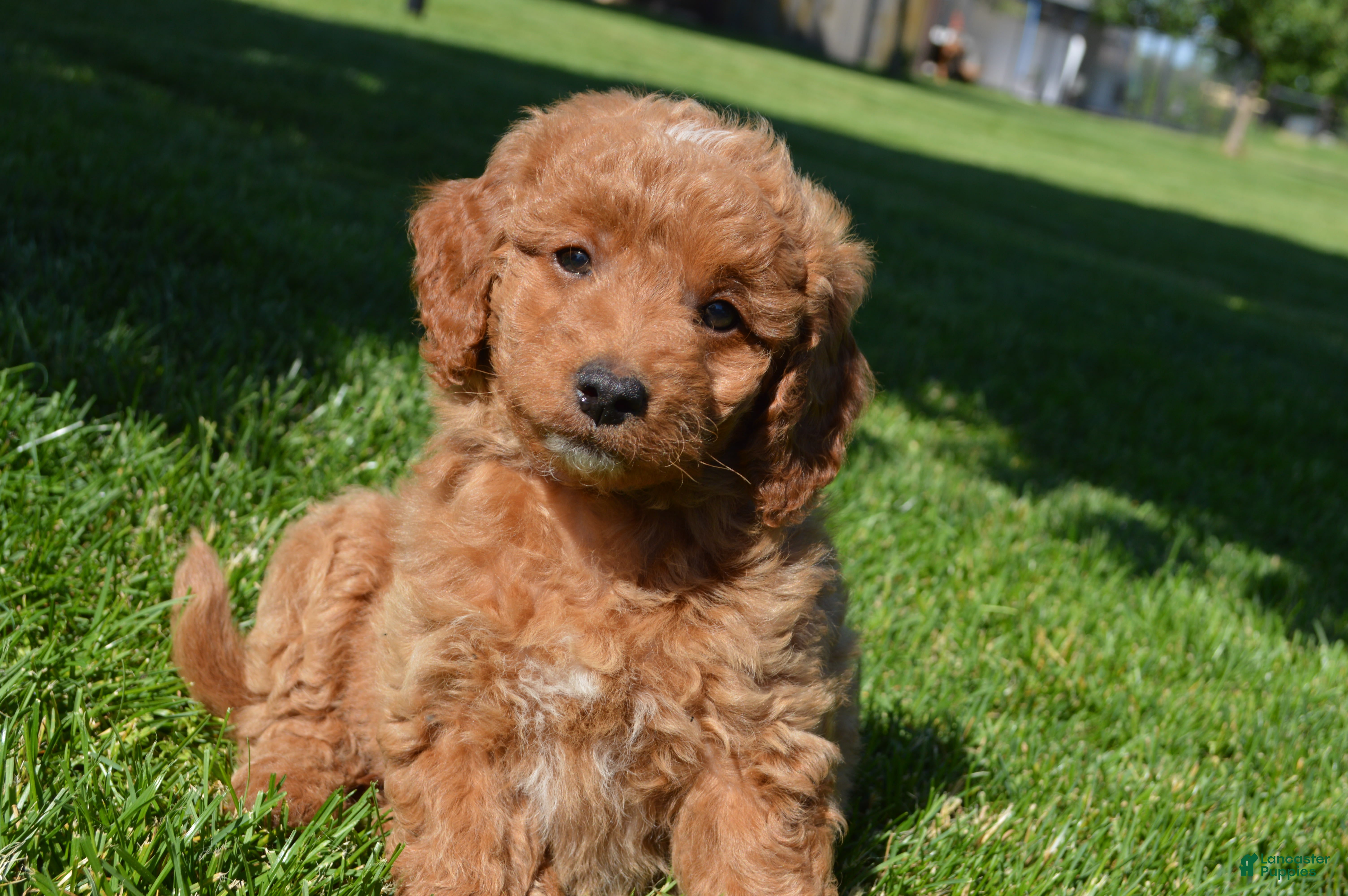 Mini Goldendoodle dogs Mimi - Ad 1