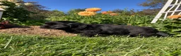 Newfoundland dogs for sale: SARGE - Ad 4