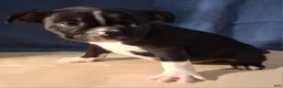 Boston Terrier dogs for sale: Elliott - Ad 3