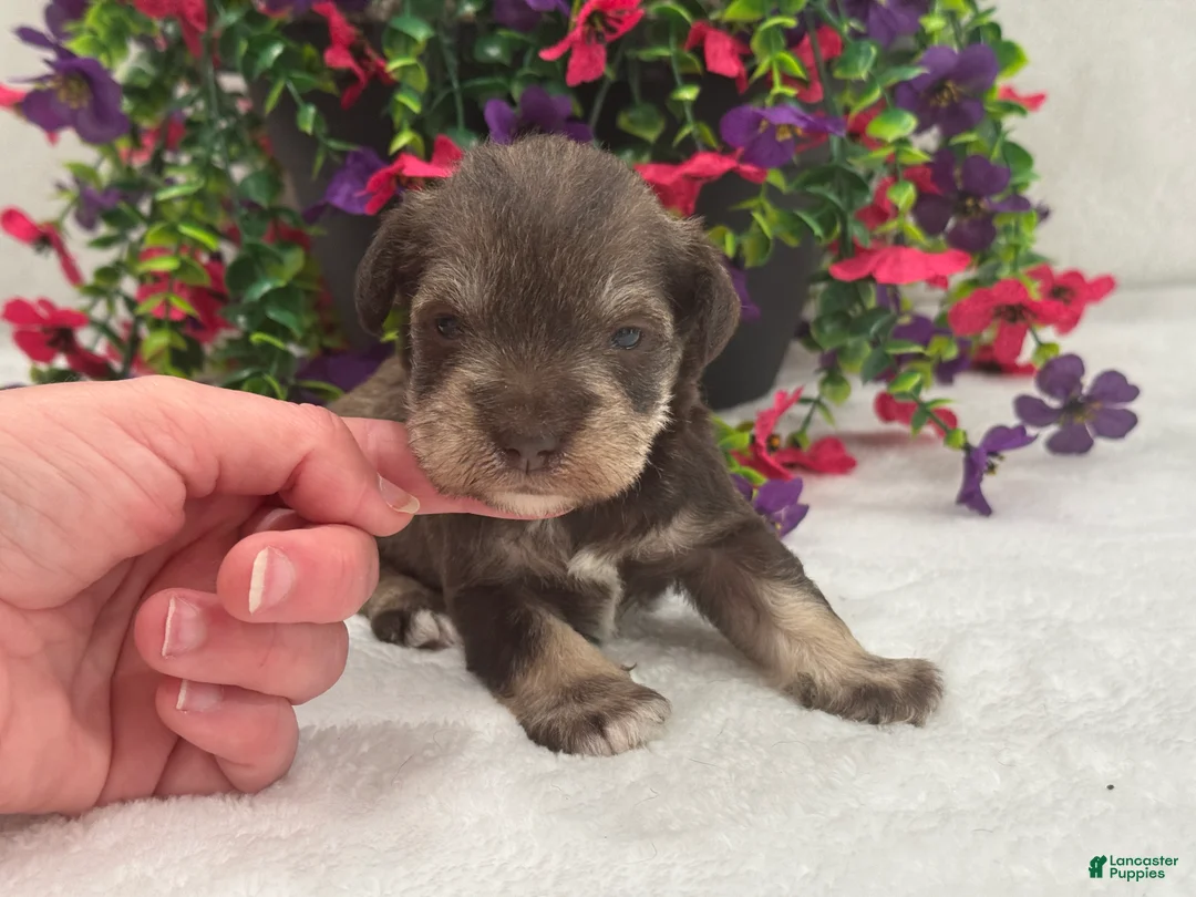 Miniature Schnauzer dogs for sale: Josie Female 1 - Ad 1