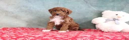 Mini Goldendoodle dogs for sale: Sophie - Ad 1