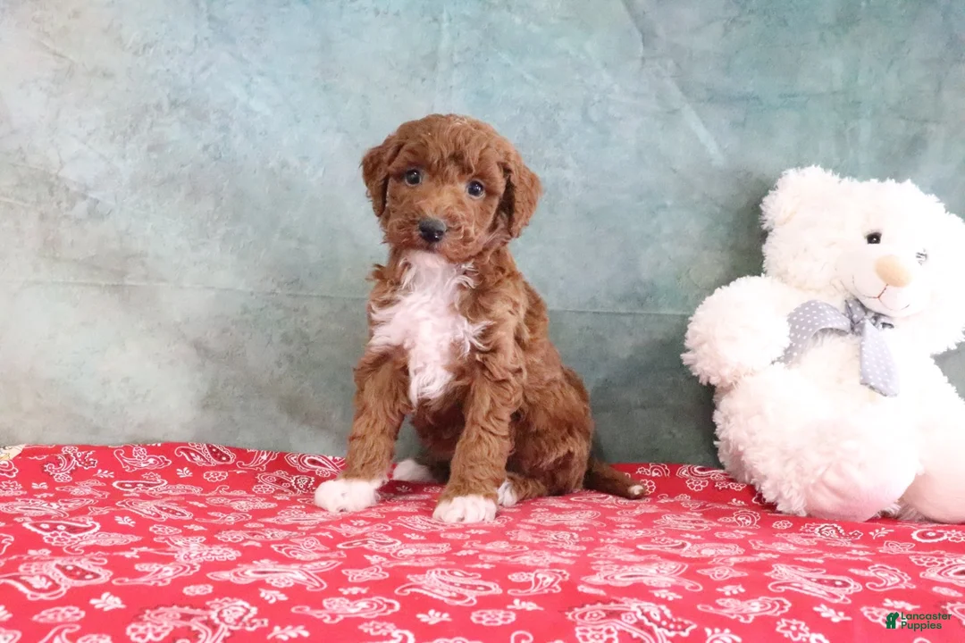 Mini Goldendoodle dogs for sale: Sophie - Ad 1