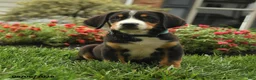 Greater Swiss Mountain Dog dogs for sale: Tucker - Ad 1