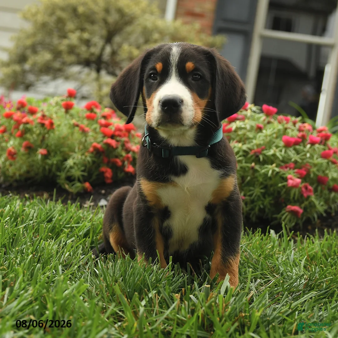 Greater Swiss Mountain Dog dogs for sale: Tucker - Ad 1
