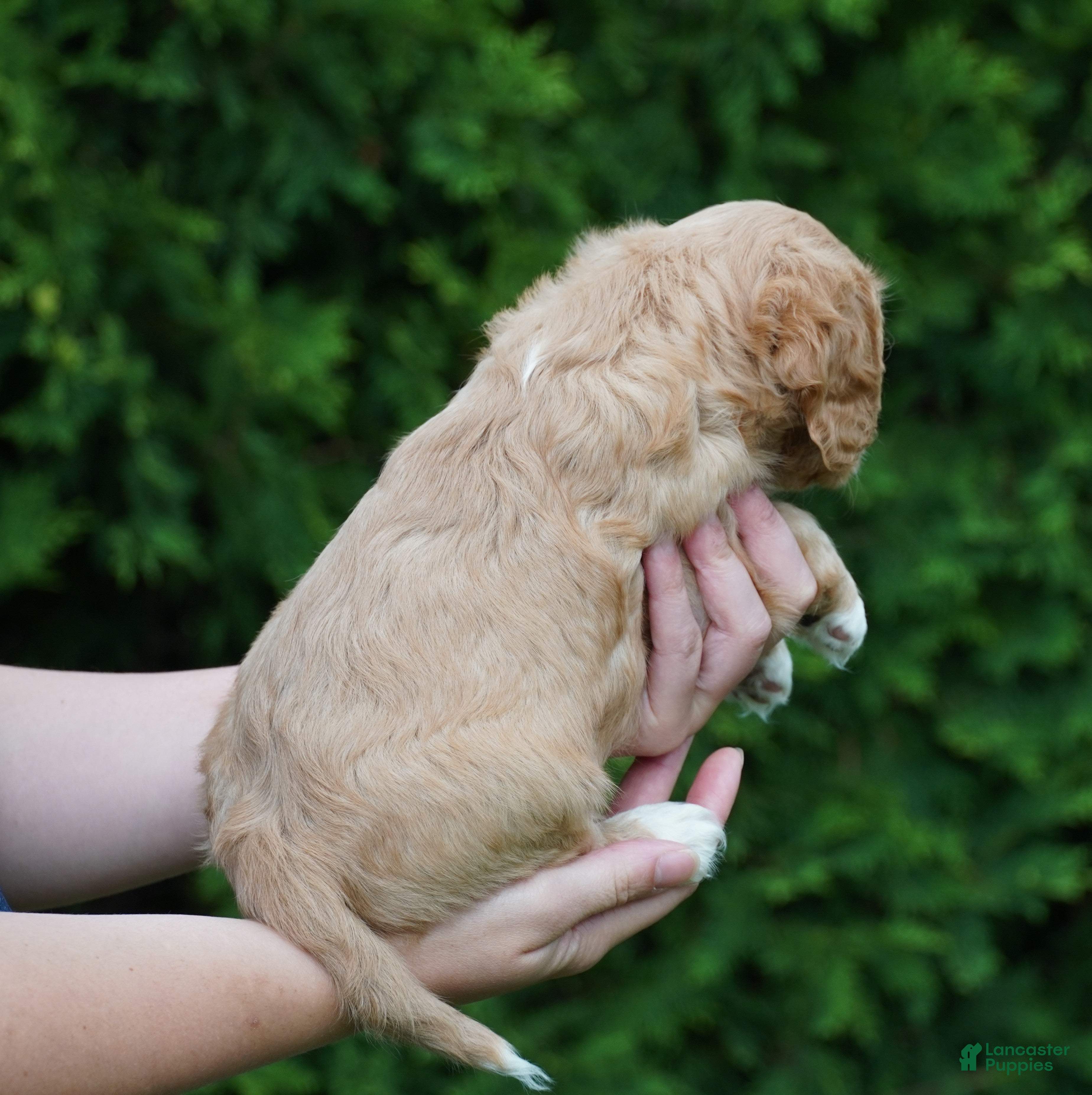 Cavachon dogs Sparky - Ad 2