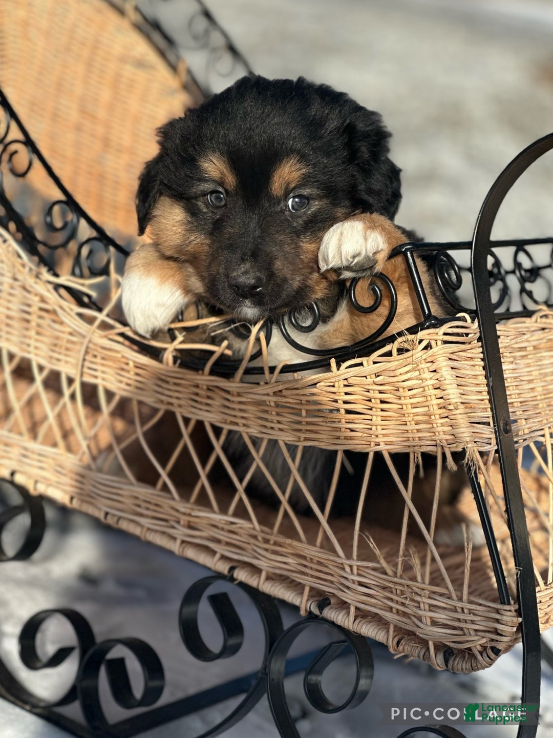Miniature Australian Shepherd dogs for sale: Mistletoe - Ad 2