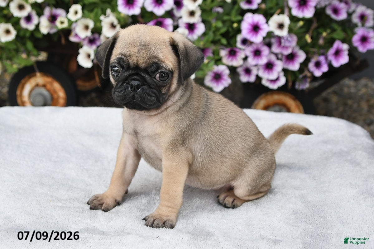 Pug dogs Roxanne - Ad 2