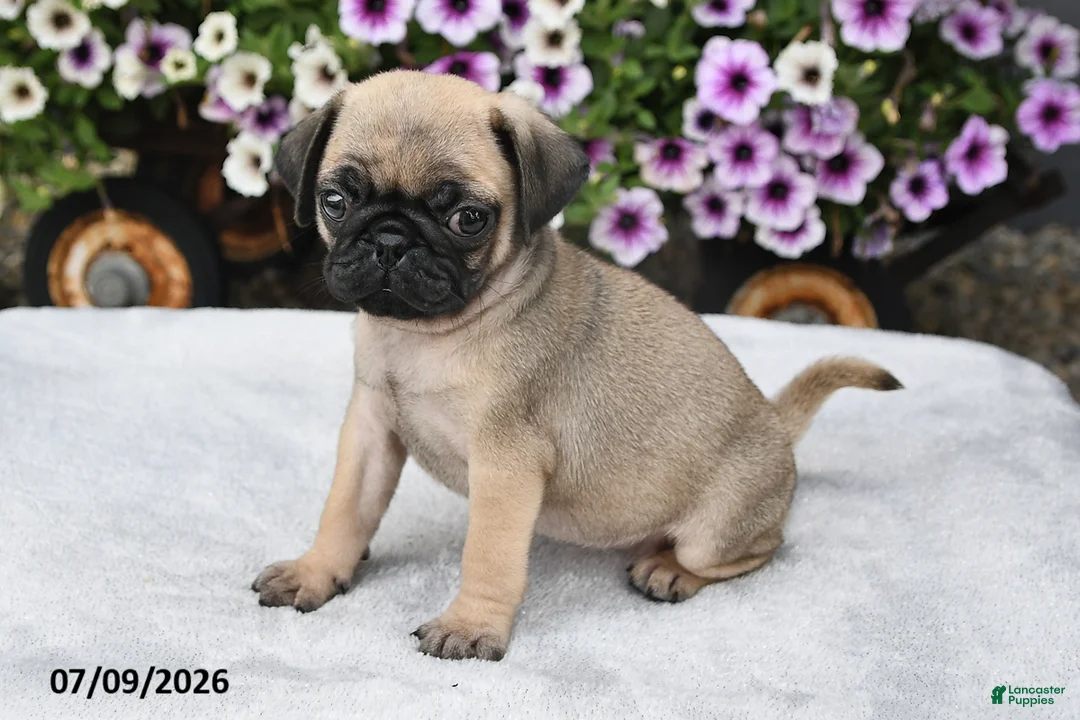 Pug dogs for sale: Roxanne - Ad 2
