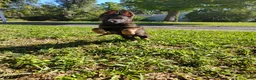 German Shepherd dogs for sale: Ace - Ad 1