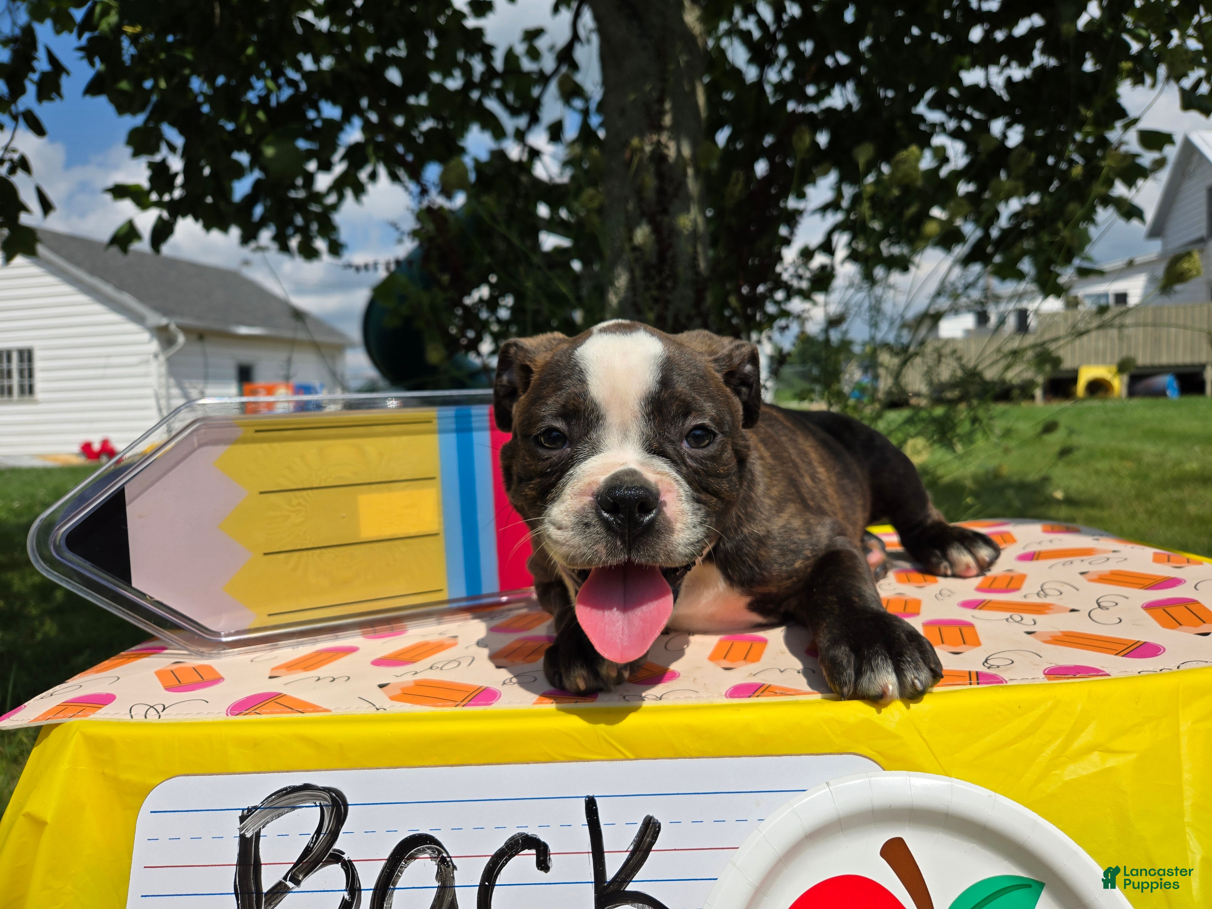 Olde English Bulldogge dogs Henry - Ad 2