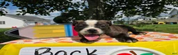 Olde English Bulldogge dogs for sale: Henry - Ad 2