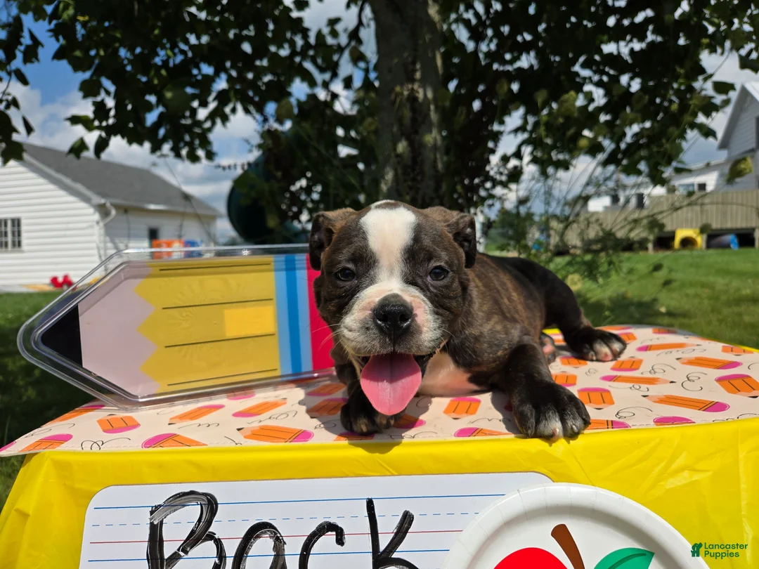 Olde English Bulldogge dogs for sale: Henry - Ad 2