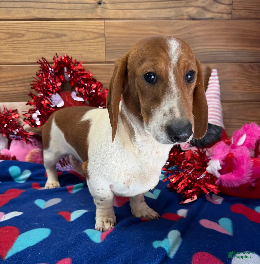 Dachshund dogs for sale: Tyler - Ad 2