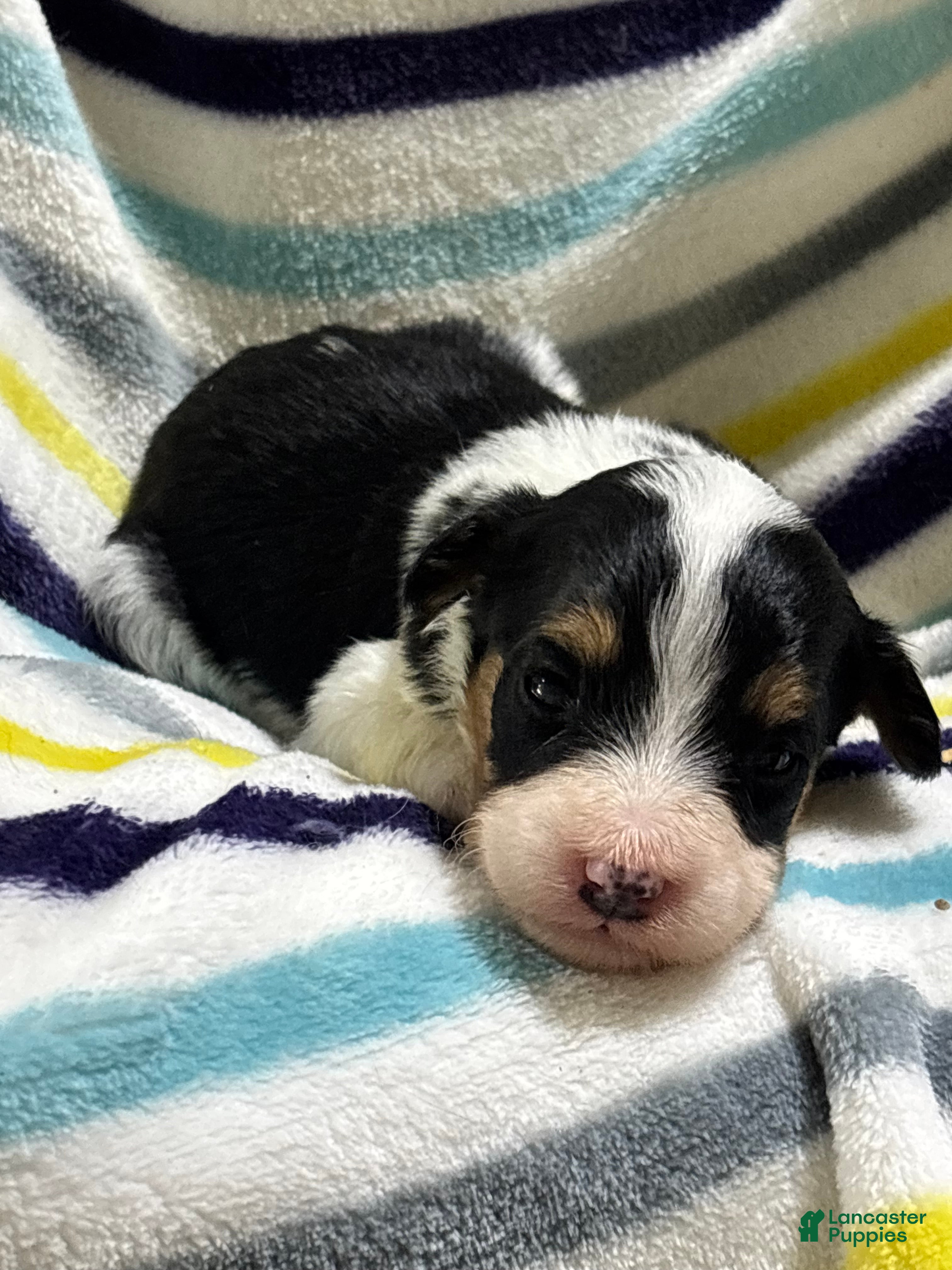 Mini Aussiedoodle dogs Taffy  - Ad 2