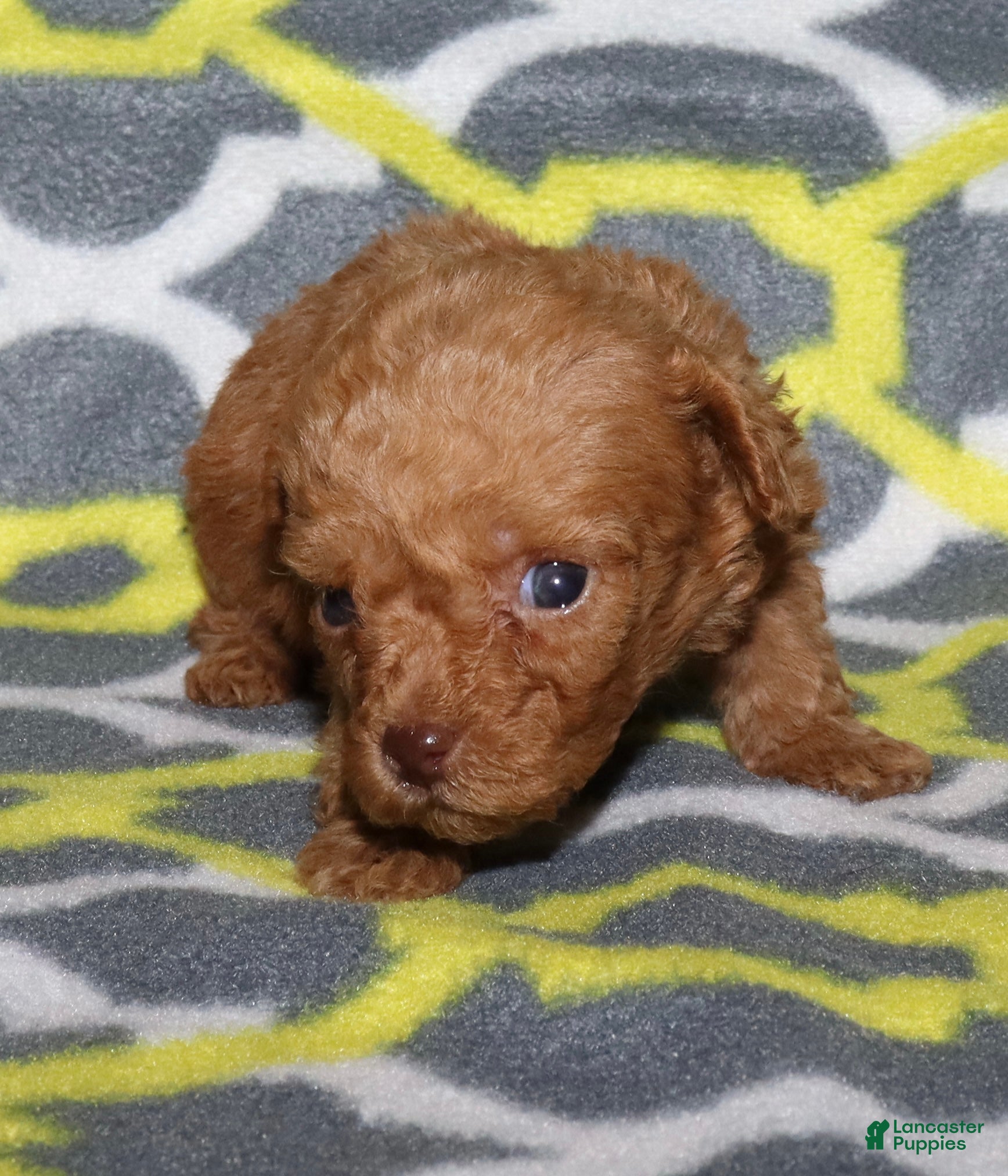 Toy Poodle dogs for sale: Double T Summer’s apricot male - Ad 23
