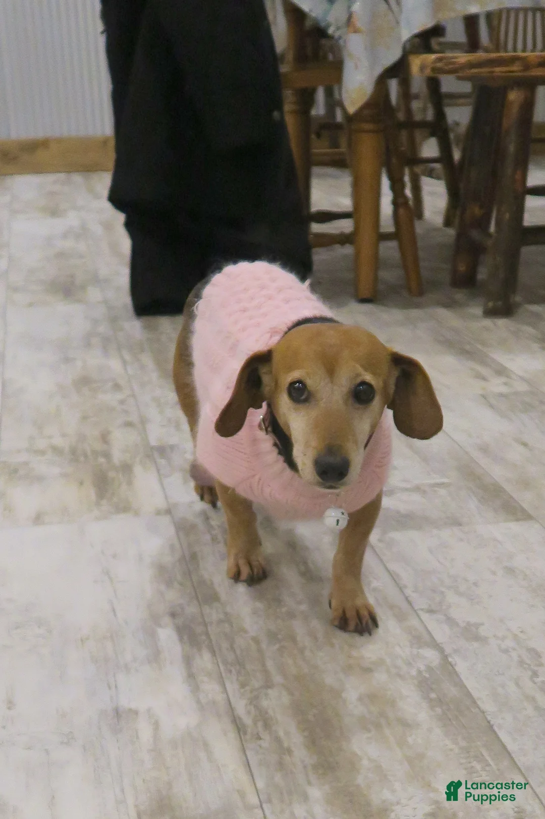 Mixed Breed dogs for sale: Mixed Breed dachshund - Ad 2