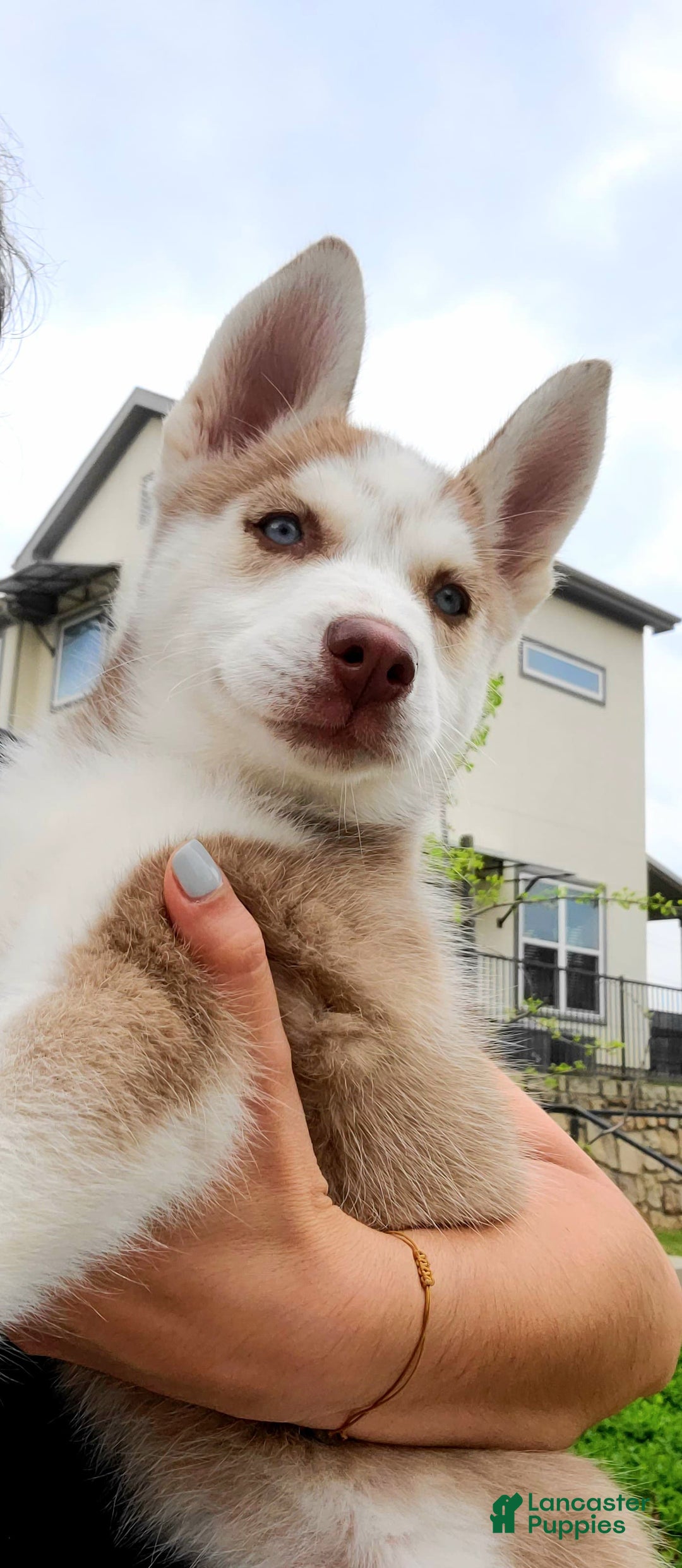 Gallery Image {{count}}