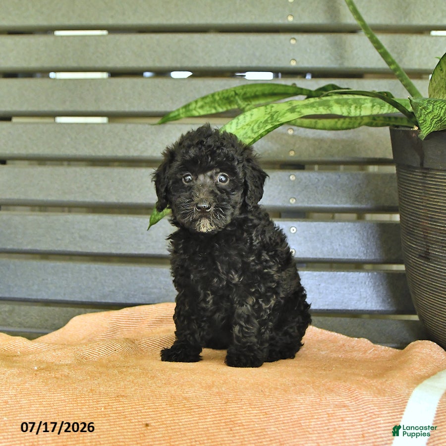 Miniature Poodle dogs Cassandra - Ad 2