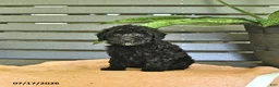 Miniature Poodle dogs for sale: Cassandra - Ad 2