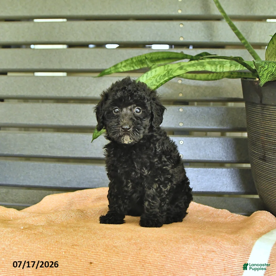 Miniature Poodle dogs for sale: Cassandra - Ad 2