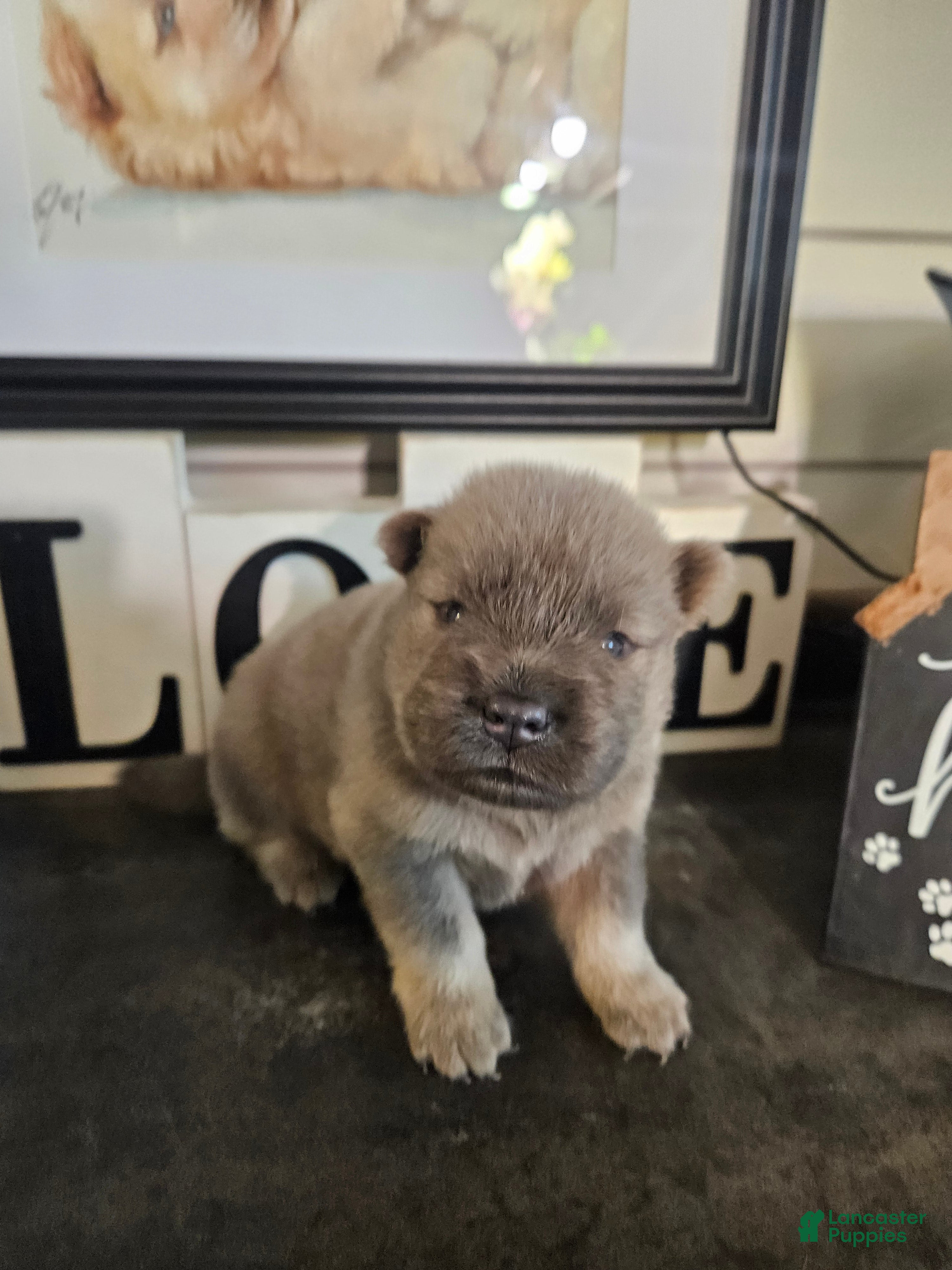 Chow Chow dogs Chow Chow 5 - Ad 2