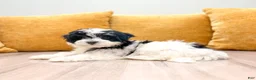 Havanese dogs for sale: Callie - Ad 4