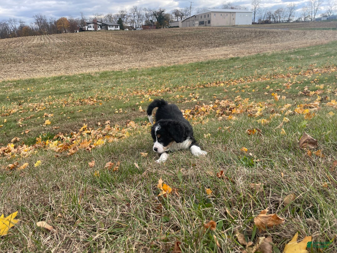 Mixed Breed dogs for sale: Cammy - Ad 4