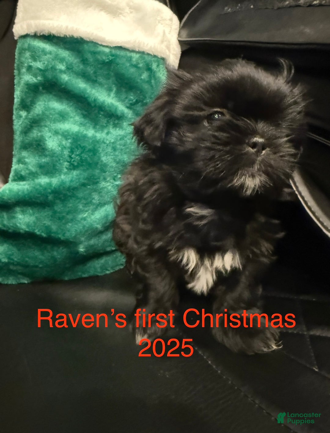 Shih Tzu dogs for sale: Raven - Ad 14