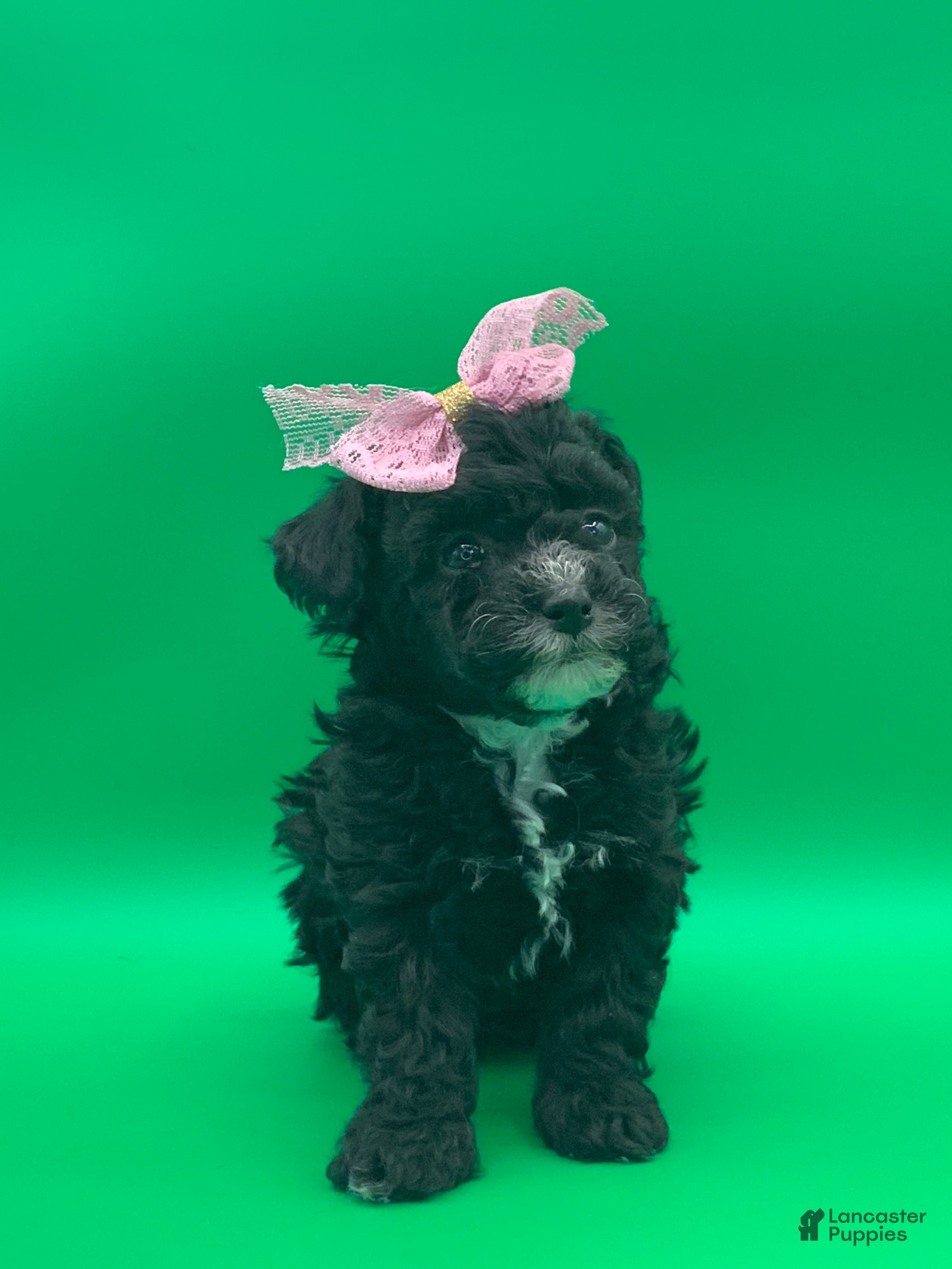 Toy Poodle dogs becky - Ad 1