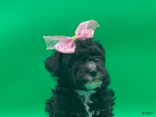 Toy Poodle dogs becky - Ad 3