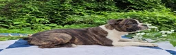 Frenchton dogs for sale: Pepsi - Ad 3