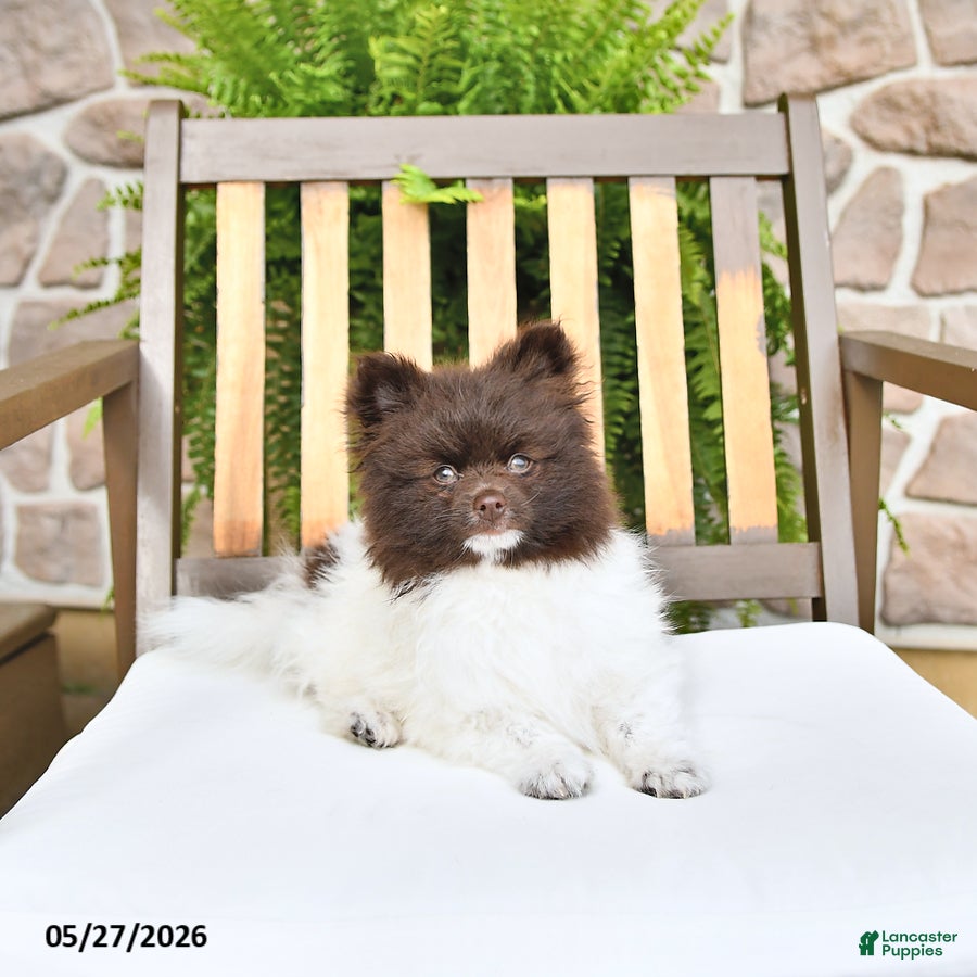 Pomeranian dogs Eddy - Ad 2