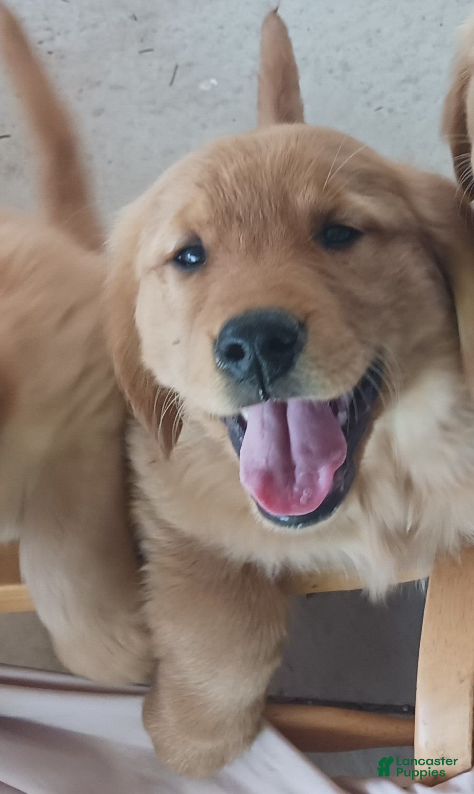 Golden Retriever dogs Pickles - Ad 1