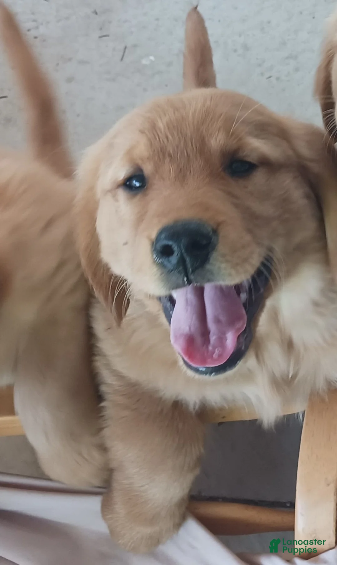 Golden Retriever dogs for sale: Pickles - Ad 1