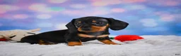 Miniature Dachshund dogs for sale: Ace - Ad 10