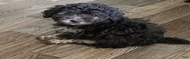 Doxiepoo 2 Star 