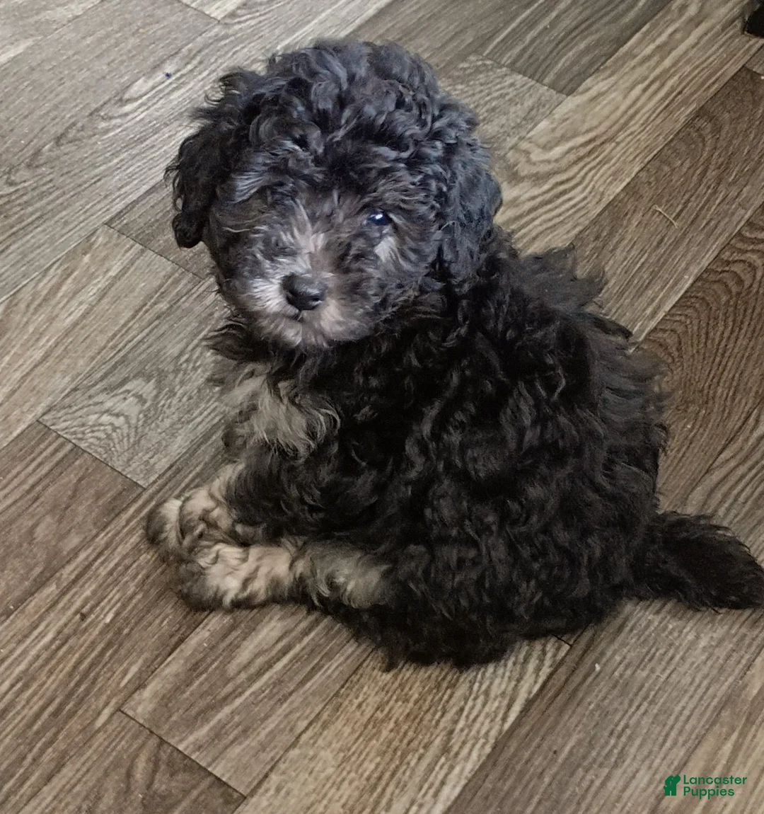 Doxiepoo dogs for sale: Doxiepoo 2 Star  - Ad 1