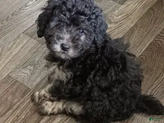 Doxiepoo dogs for sale: Doxiepoo 2 Star - Ad 3