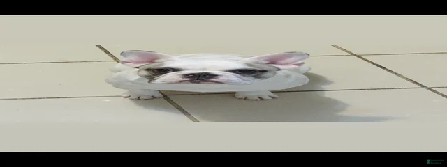 Elì