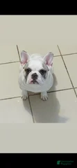 Elì