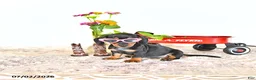Miniature Dachshund dogs for sale: Daisy - Ad 3