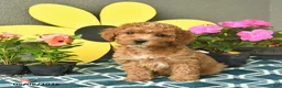 Mini Goldendoodle dogs for sale: Summer  - Ad 4