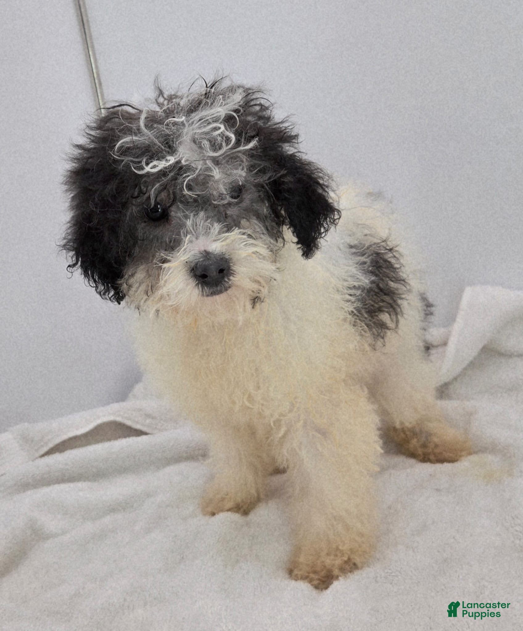 Toy Poodle dogs Leo toy poodle  - Ad 2